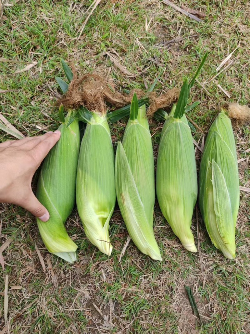 精品甜糯玉米大量供应，四川产地直发，货源充足，量大从优