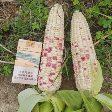 玉米，四川花糯玉米大量供应，一手货源，诚信经营