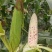 玉米，四川花糯玉米大量供应，一手货源，诚信经营