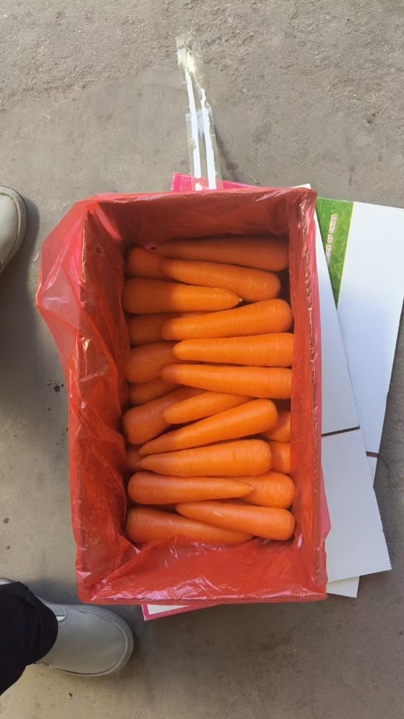 精品水洗胡萝卜对接市场电商全国发货三红胡萝卜