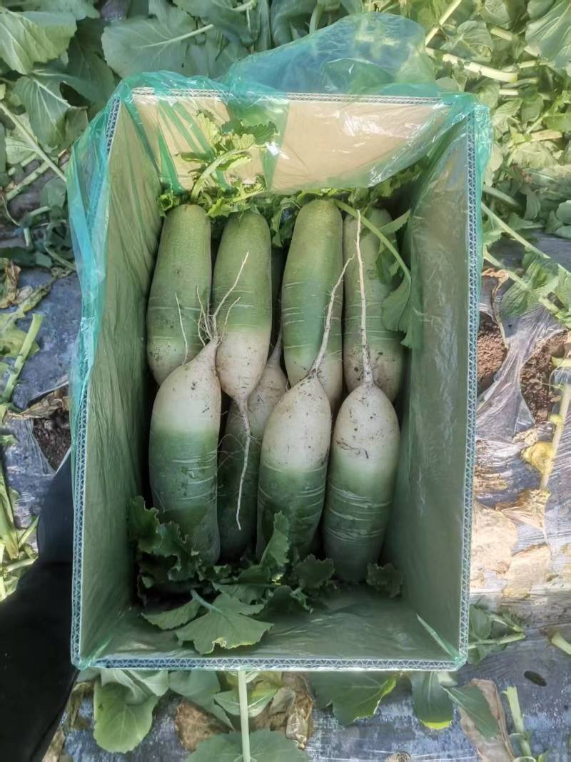 山东寿光青萝卜大量上市可视频看货脆甜可口萝卜