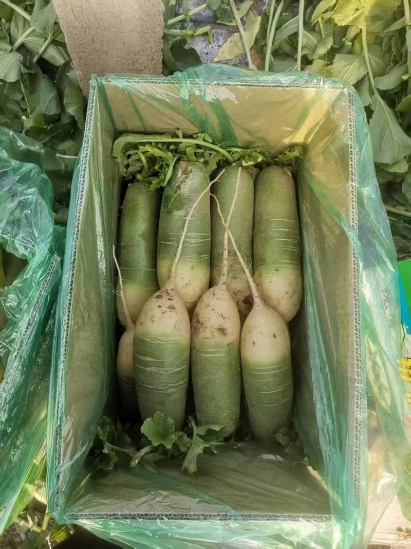 山东寿光青萝卜大量上市可视频看货脆甜可口萝卜