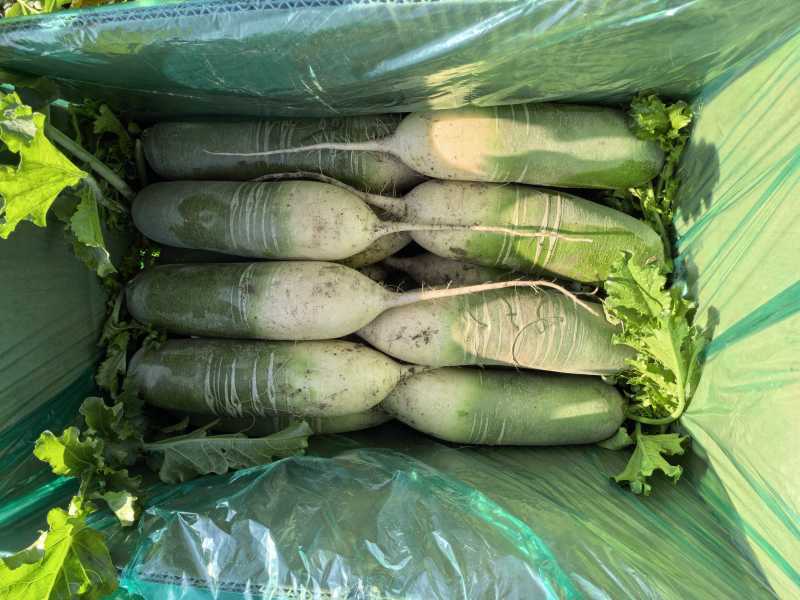 山东寿光青萝卜大量上市可视频看货脆甜可口萝卜