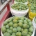 四川青脆李子五月脆李子脱骨李脆红李基地直供量大优