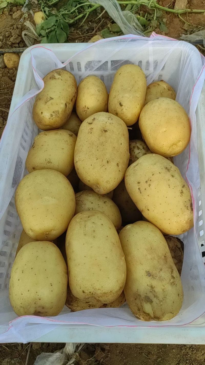 河北土豆沃土五号土豆产地直发一手货源电商市场