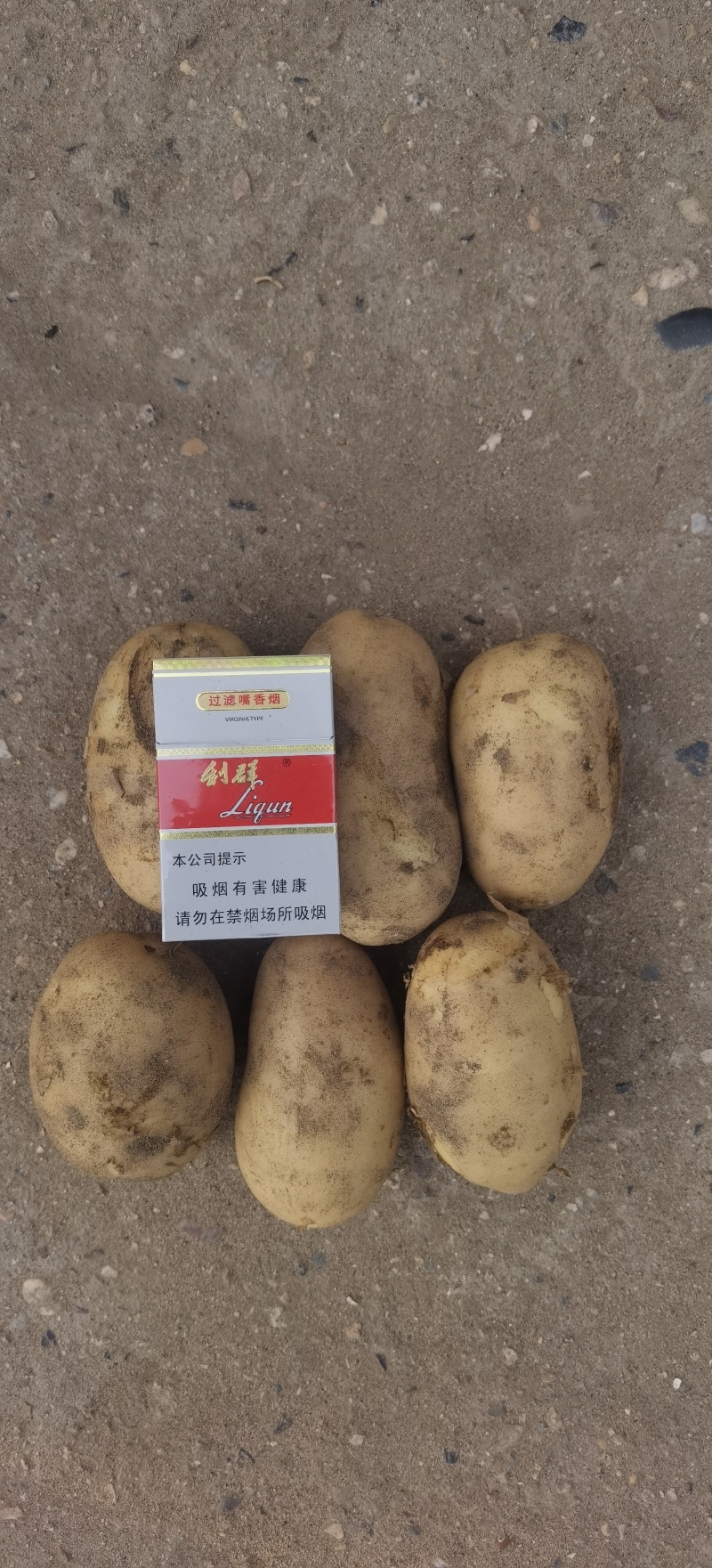河北土豆沃土五号土豆产地直发一手货源电商市场