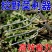 手持松土除草两齿神器铲子园艺种菜养花施肥工具松土二齿