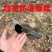 军印锰钢加厚挖树锹加长农用多功能平头窄口铁锹植树植苗