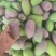 贵妃芒，台农芒，大青芒，苹果芒，澳芒专业代办