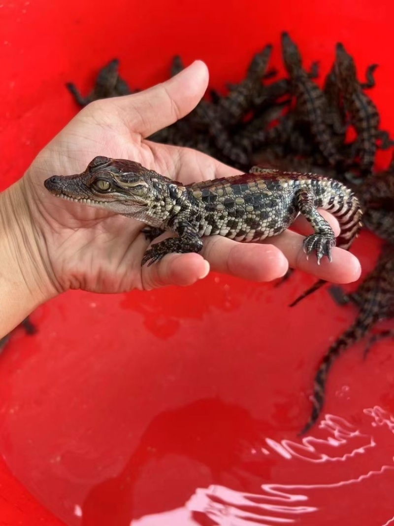 鳄鱼🐊头苗​大量接单，现货秒发，秒出单[勾引][勾引