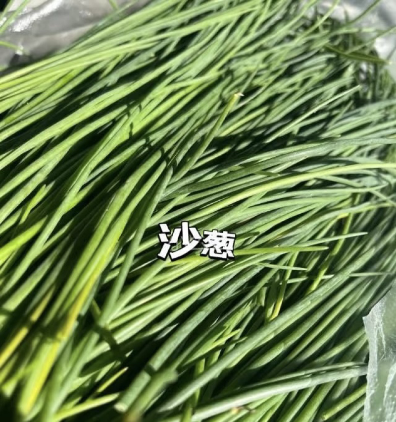 甘肃天然新鲜沙葱电商供应全国供应，一手货源量大从优