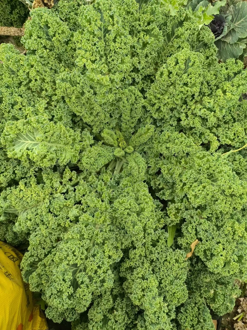 羽衣甘蓝种子早熟皱叶甘蓝叶绿食用型基地种植