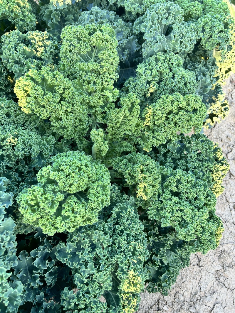 羽衣甘蓝种子早熟皱叶甘蓝叶绿食用型基地种植