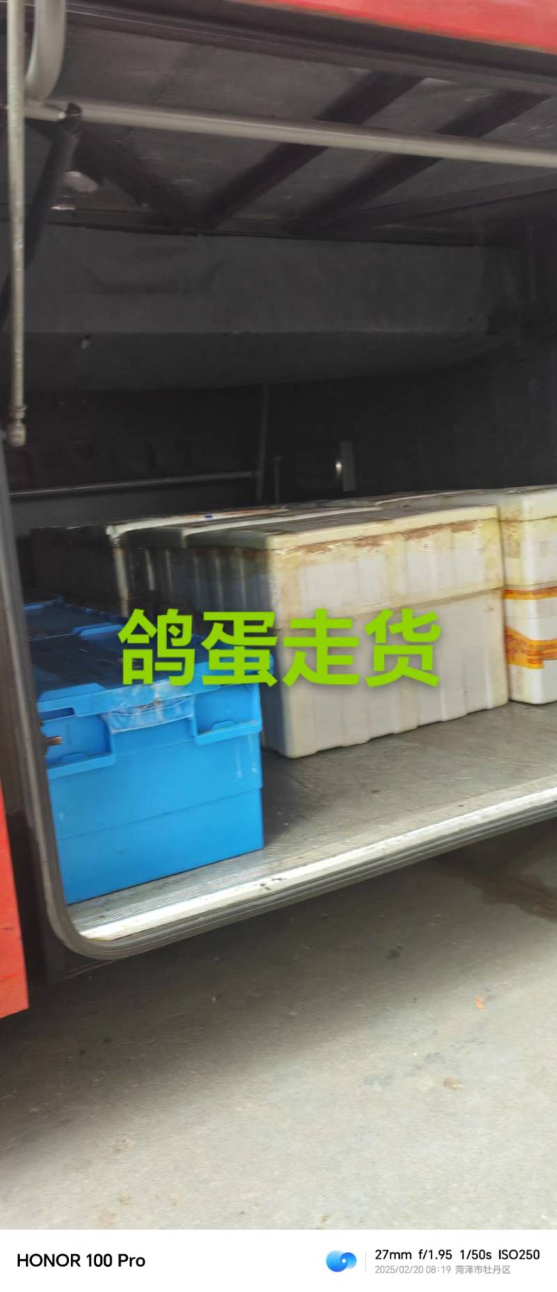 17克以上新鲜鸽子蛋批发零售