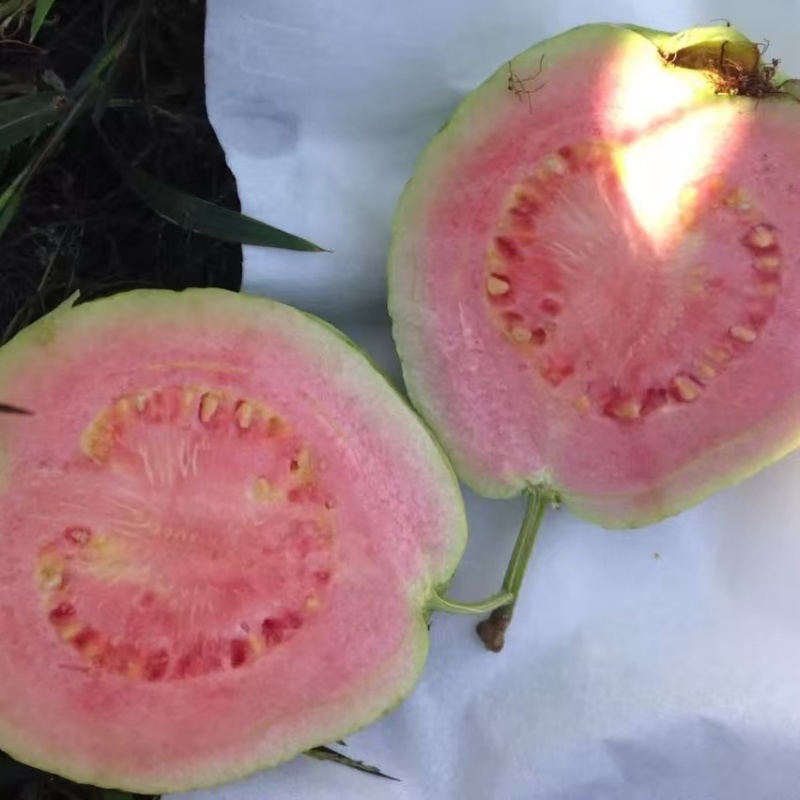 红心软芭乐红宝石番石榴热带水果新鲜上市大量供应可谈