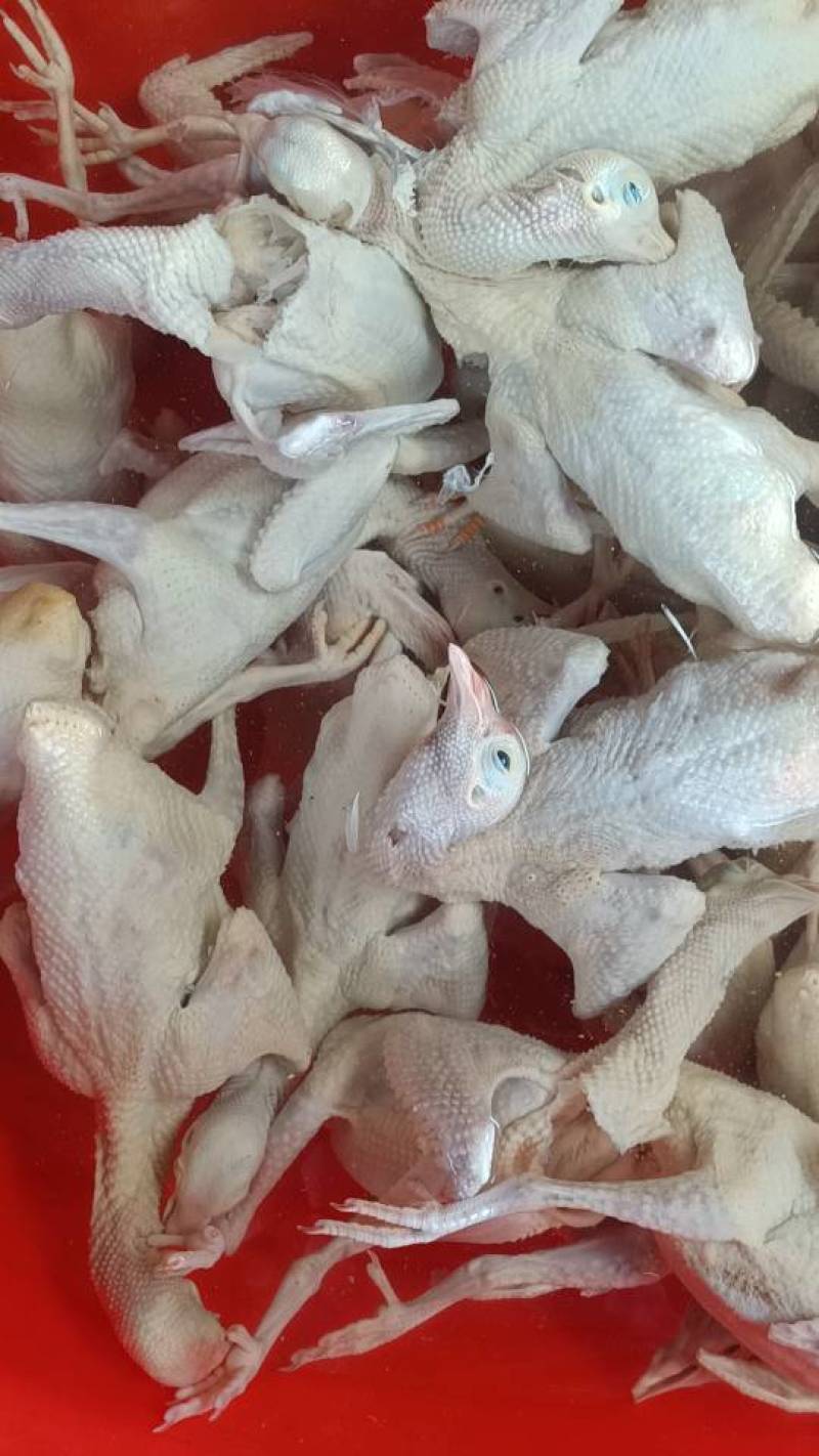 常年批发零售乳鸽，老鸽子