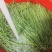 精品甘肃沙葱大量供应货源充足，量大从优，欢迎咨询