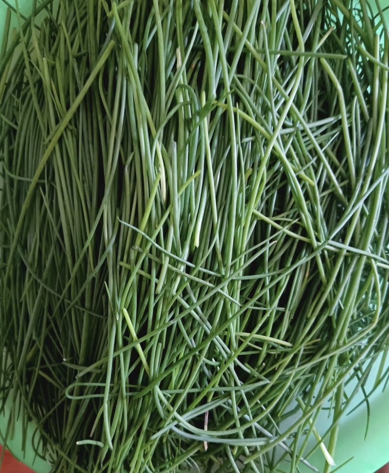 精品甘肃沙葱大量供应货源充足，量大从优，欢迎咨询