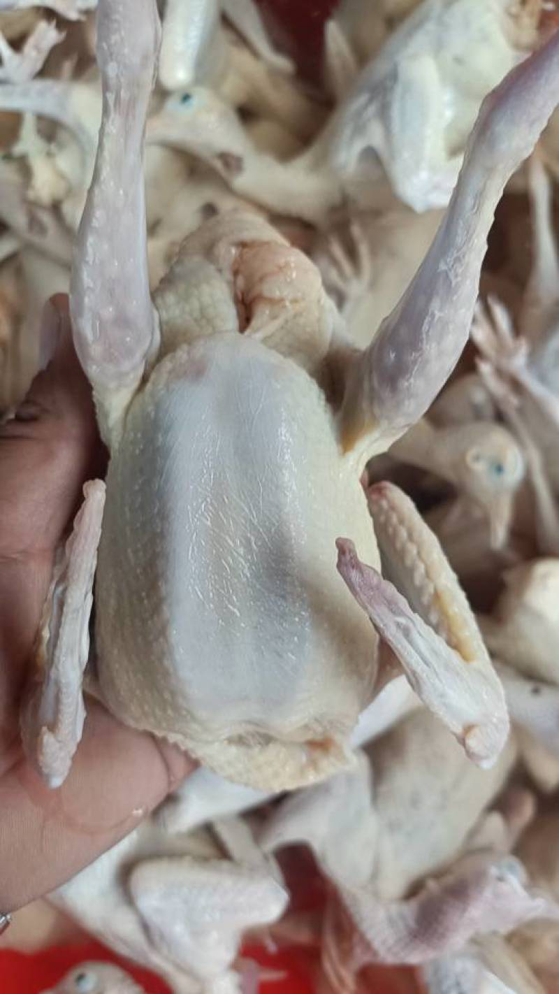 常年批发零售乳鸽，老鸽子