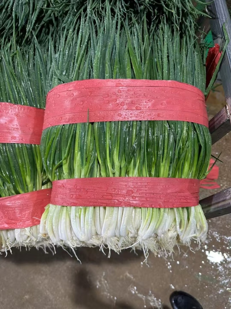 云南小香葱