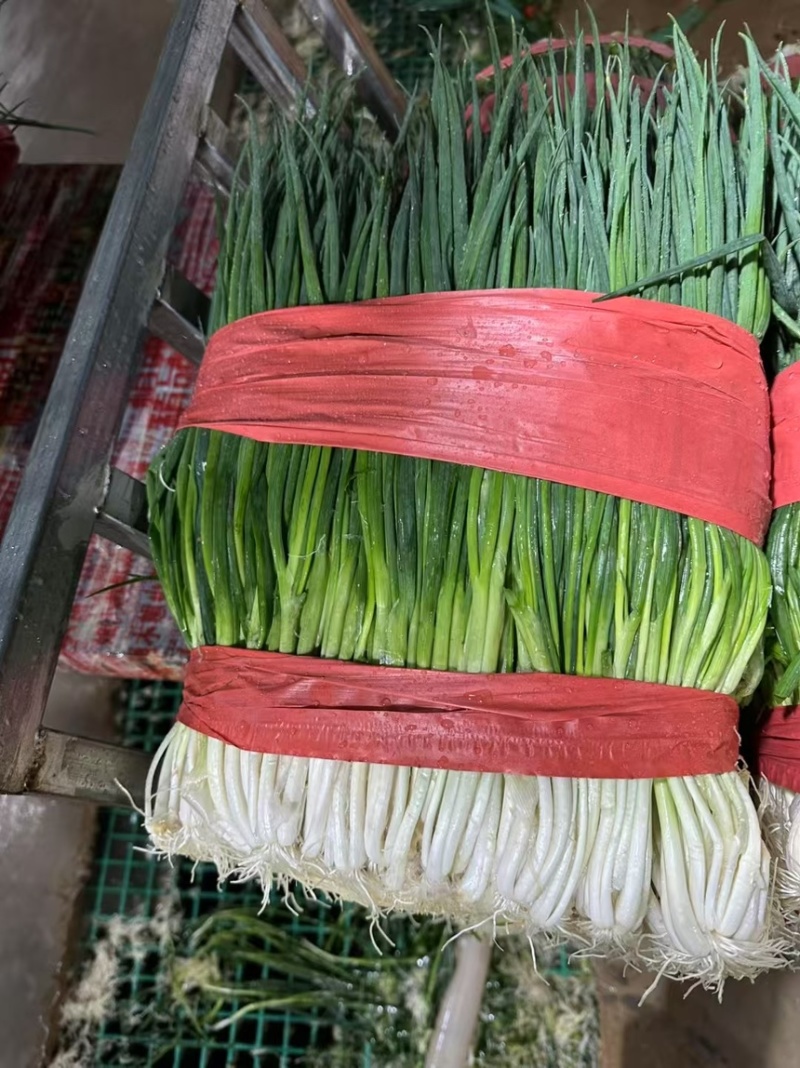 云南小香葱