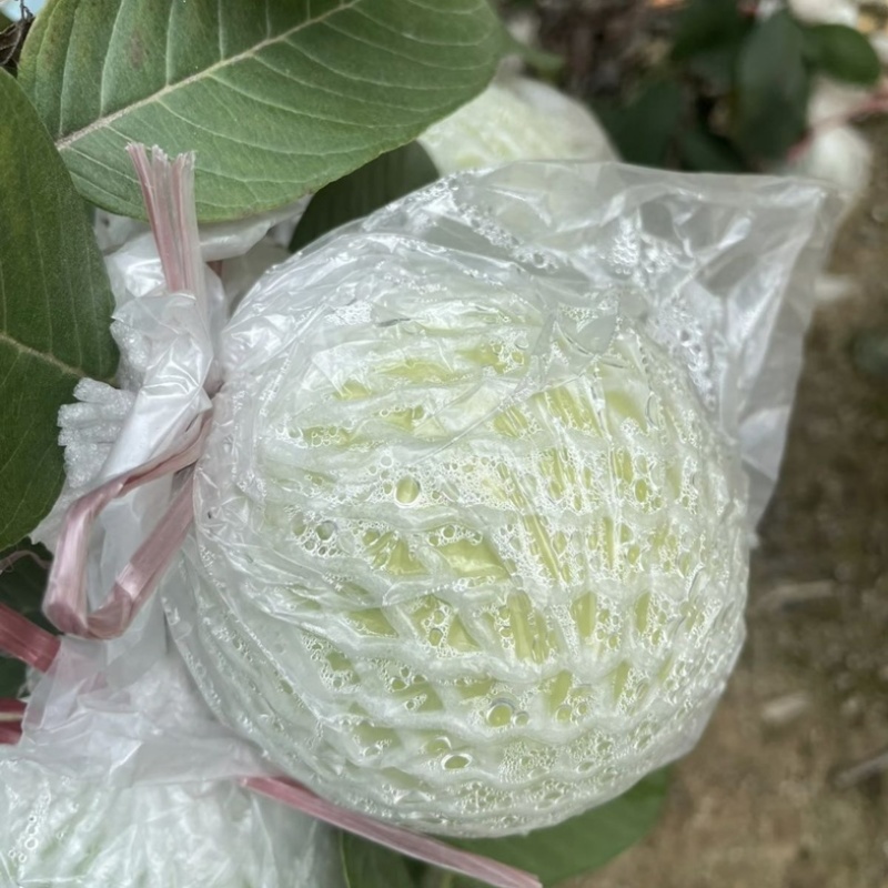 白心软芭乐口感甜美大量批发供应欢迎电联
