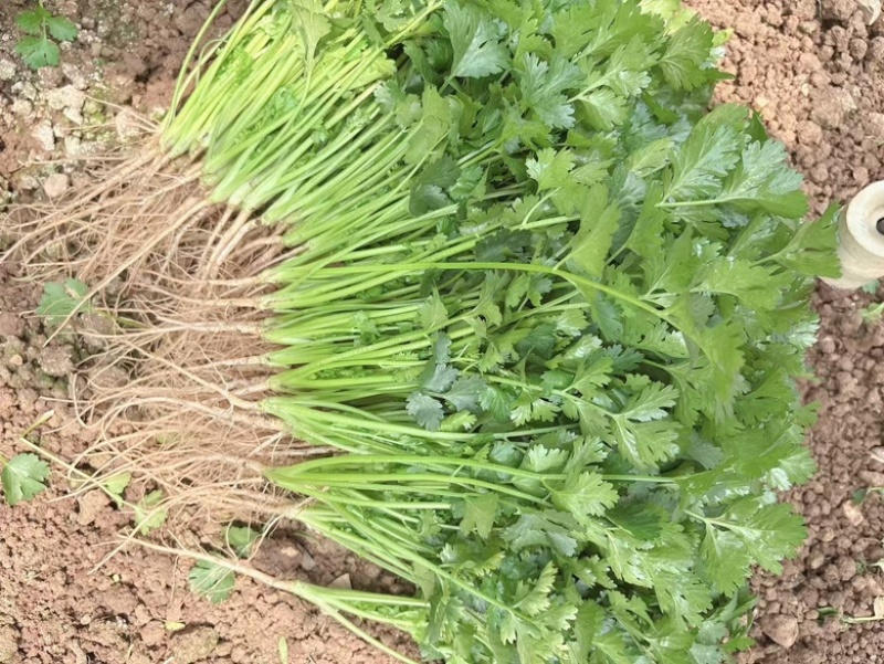 云南香菜