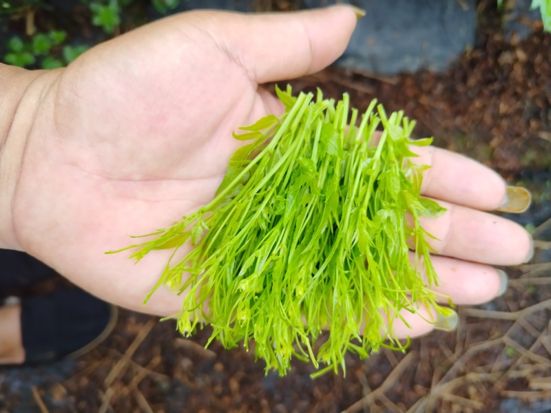 张家界高山紫金莓茶。