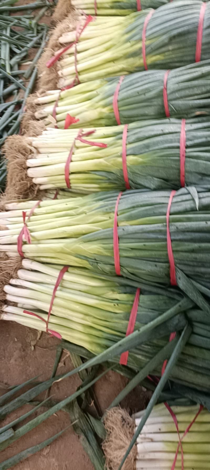 大葱大量有货