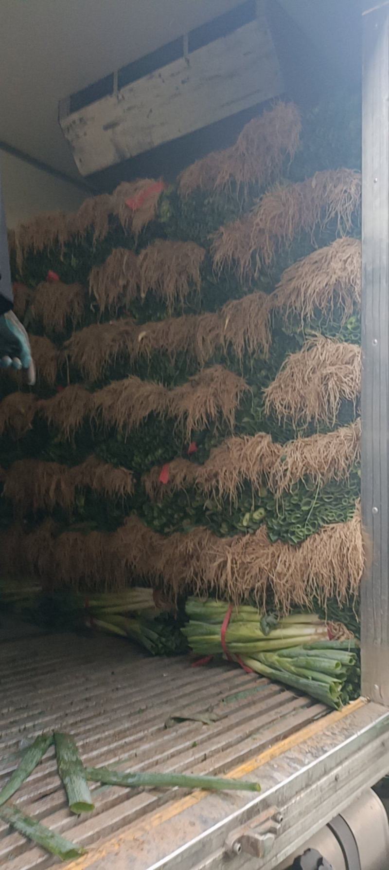 大葱大量有货