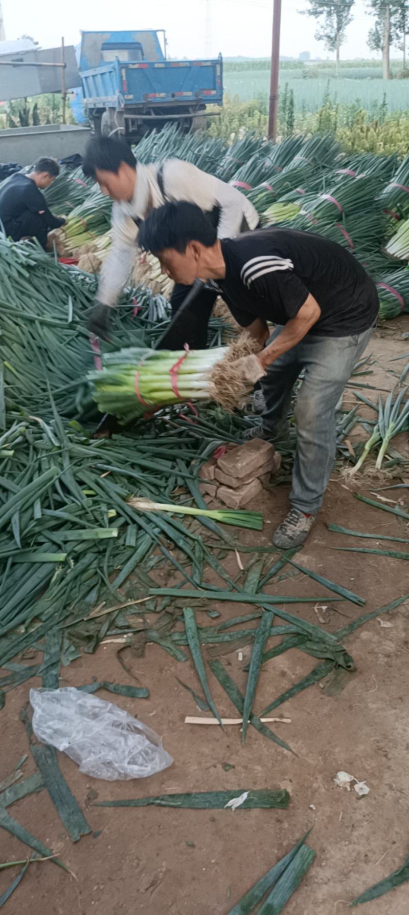 大葱大量有货