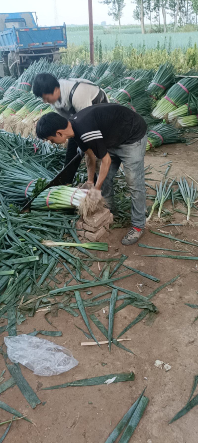大葱大量有货