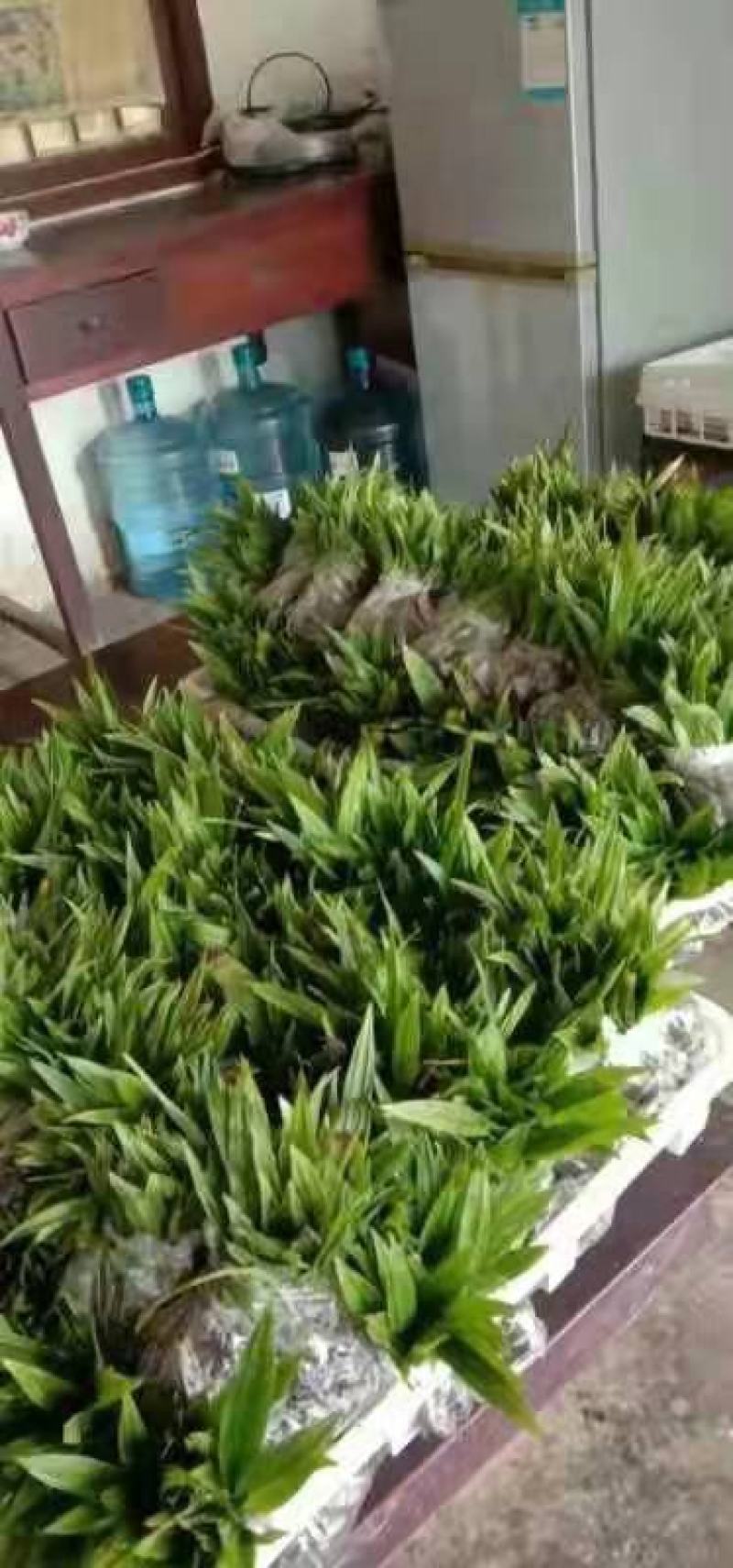黄精籽育苗