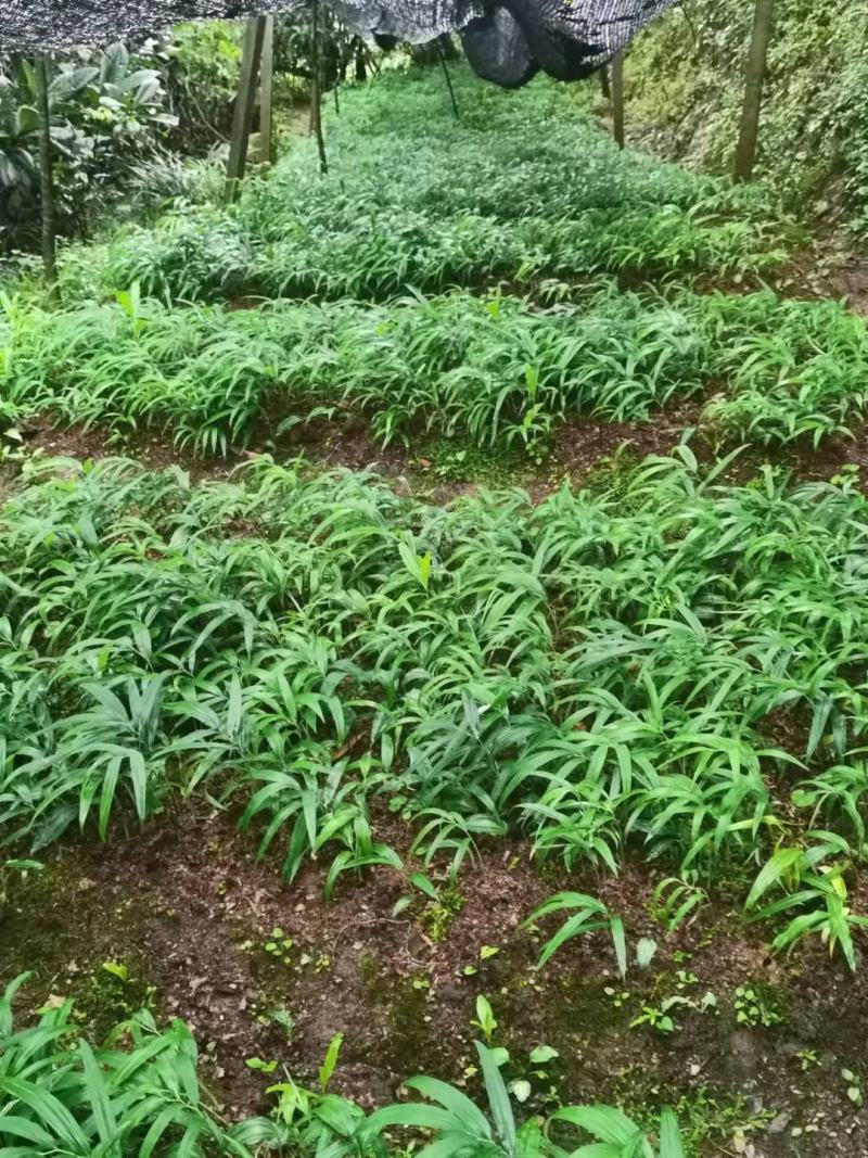 黄精籽育苗