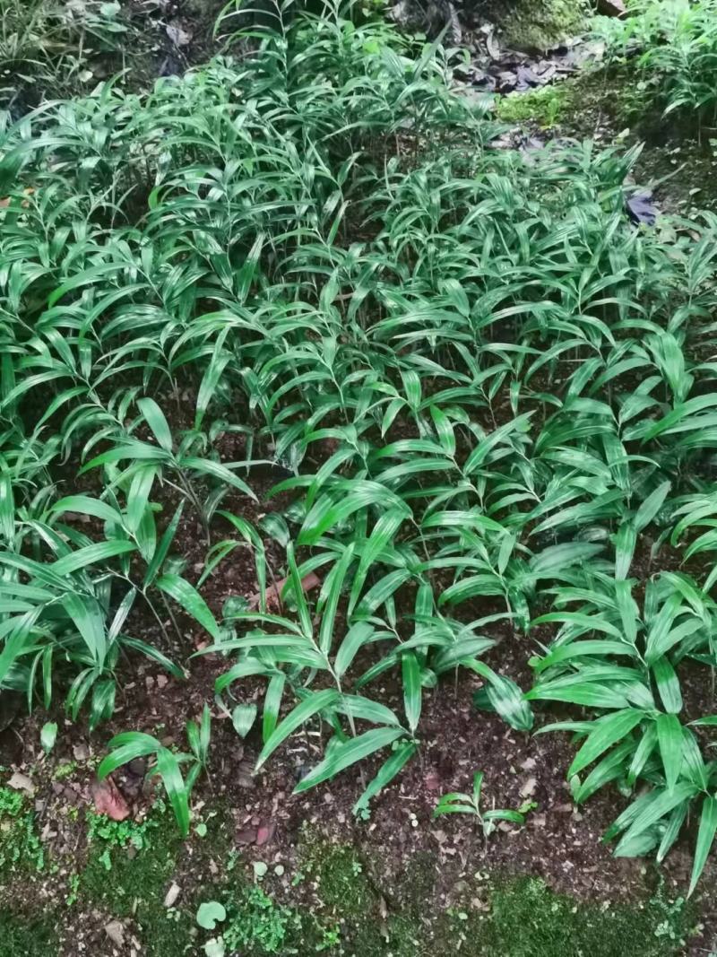 黄精籽育苗