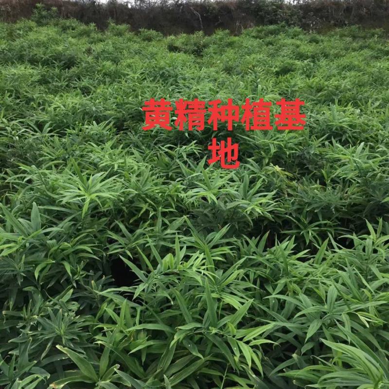 黄精籽育苗