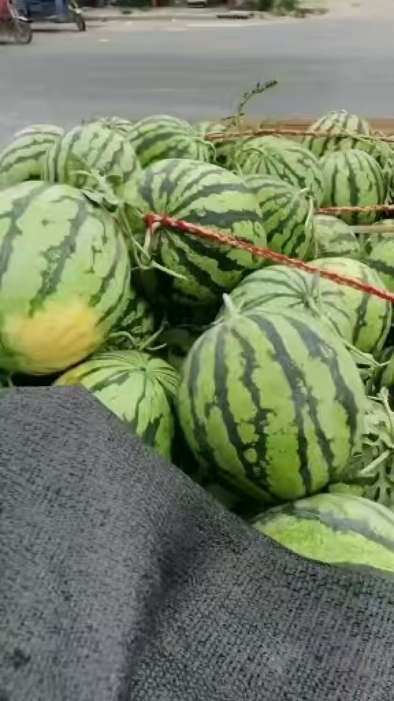 美都麒麟瓜/美都有籽西瓜/甜王西瓜/8424/甜度高包熟