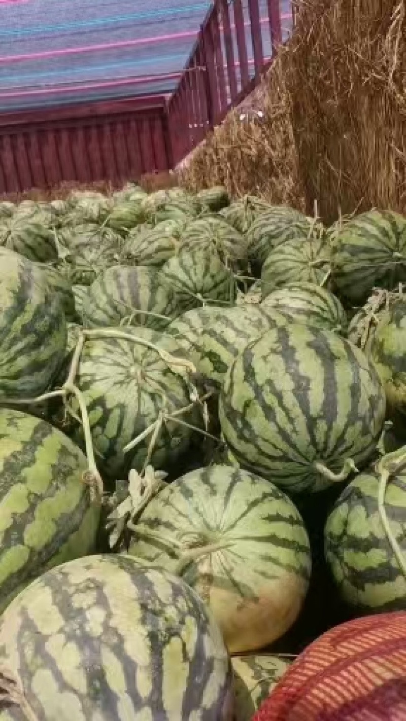美都麒麟瓜/美都有籽西瓜/甜王西瓜/8424/甜度高包熟