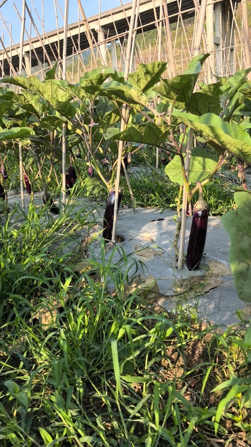 茄子长茄、烧烤茄供应（市场、超市、工厂）质量保证。