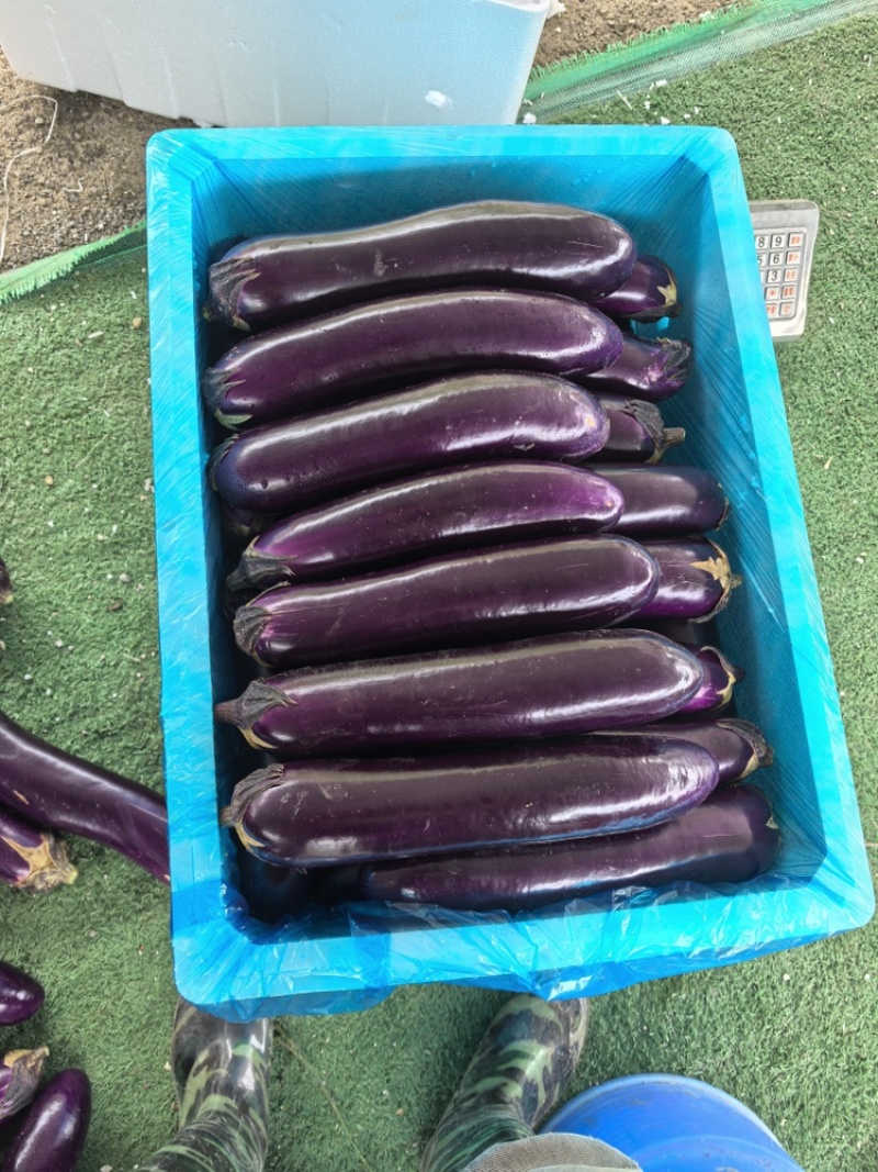 茄子长茄、烧烤茄供应（市场、超市、工厂）质量保证。