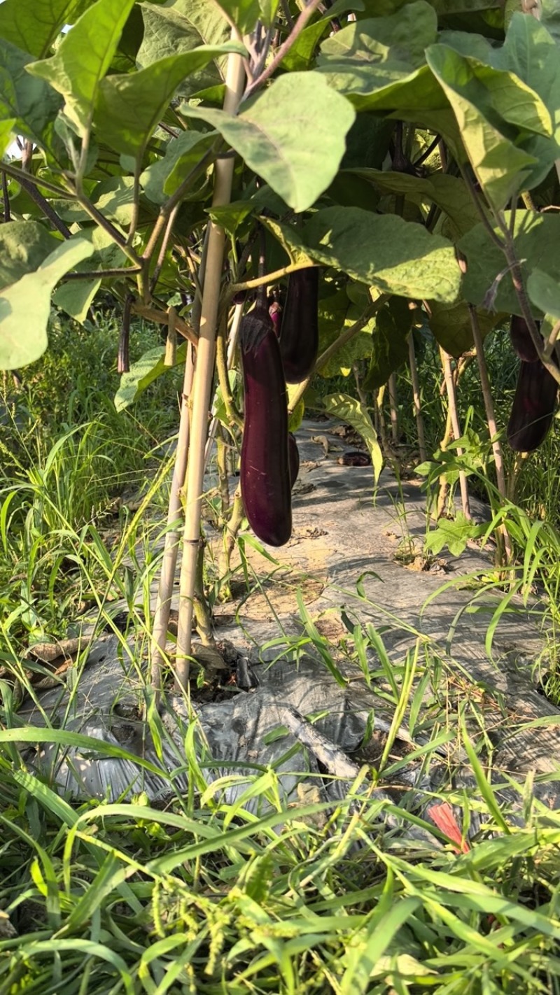 茄子长茄、烧烤茄供应（市场、超市、工厂）质量保证。