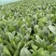 3000亩菠菜种植基地现已开市，欢迎各大采购商光临