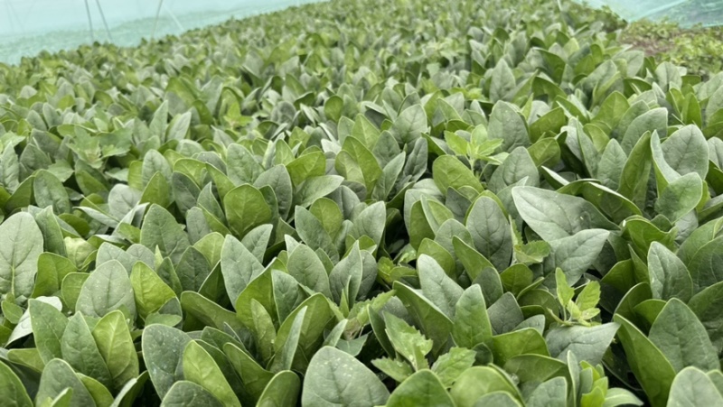 3000亩菠菜种植基地现已开市，欢迎各大采购商光临