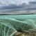 3000亩菠菜种植基地现已开市，欢迎各大采购商光临