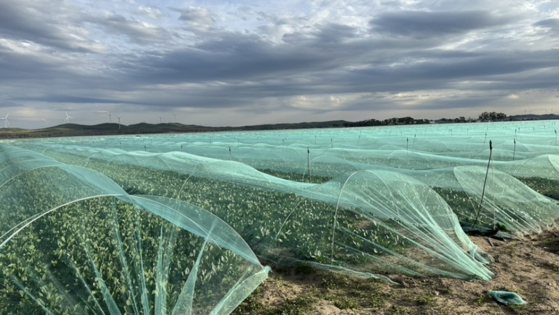 3000亩菠菜种植基地现已开市，欢迎各大采购商光临