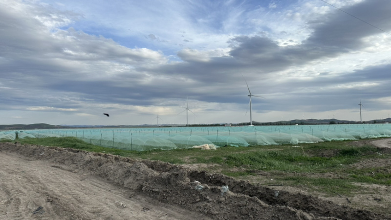 3000亩菠菜种植基地现已开市，欢迎各大采购商光临
