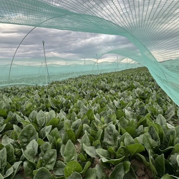 3000亩菠菜种植基地现已开市，欢迎各大采购商光临