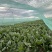 3000亩菠菜种植基地现已开市，欢迎各大采购商光临
