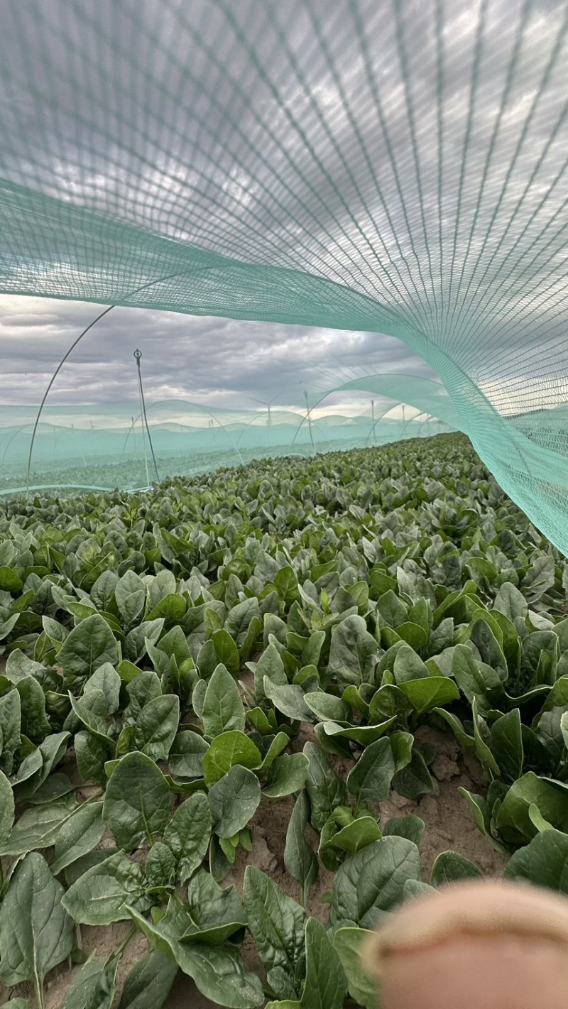 3000亩菠菜种植基地现已开市，欢迎各大采购商光临