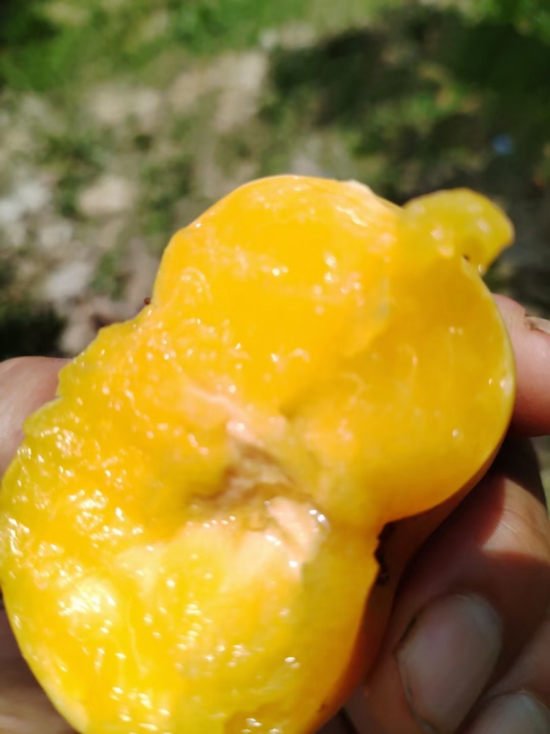 彩虹蟠桃